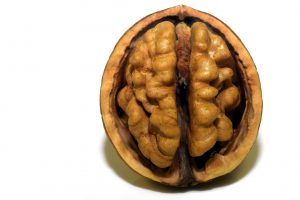Brain or Walnut?